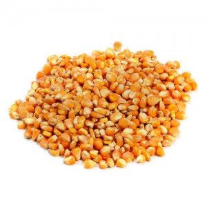 Corn (Makki)